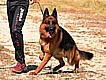 Adiestramiento de perros en Mexico