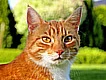 Gatos mascota en Mexico
