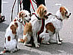 Paseadores de perros en Mexico
