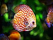 Peces en Mexico