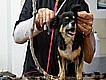 Peluquerías de mascotas en Mexico