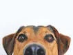 Veterinarias en Mexico